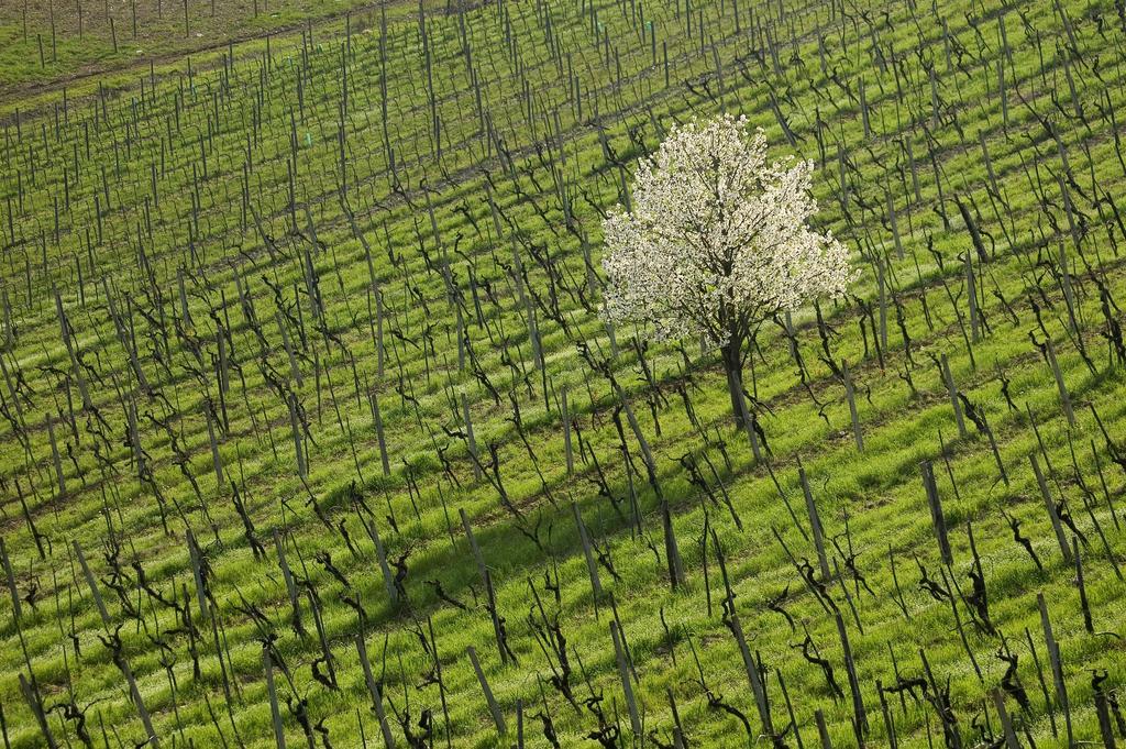 Agriturismo Buondonno Castellina in Chianti Eksteriør bilde